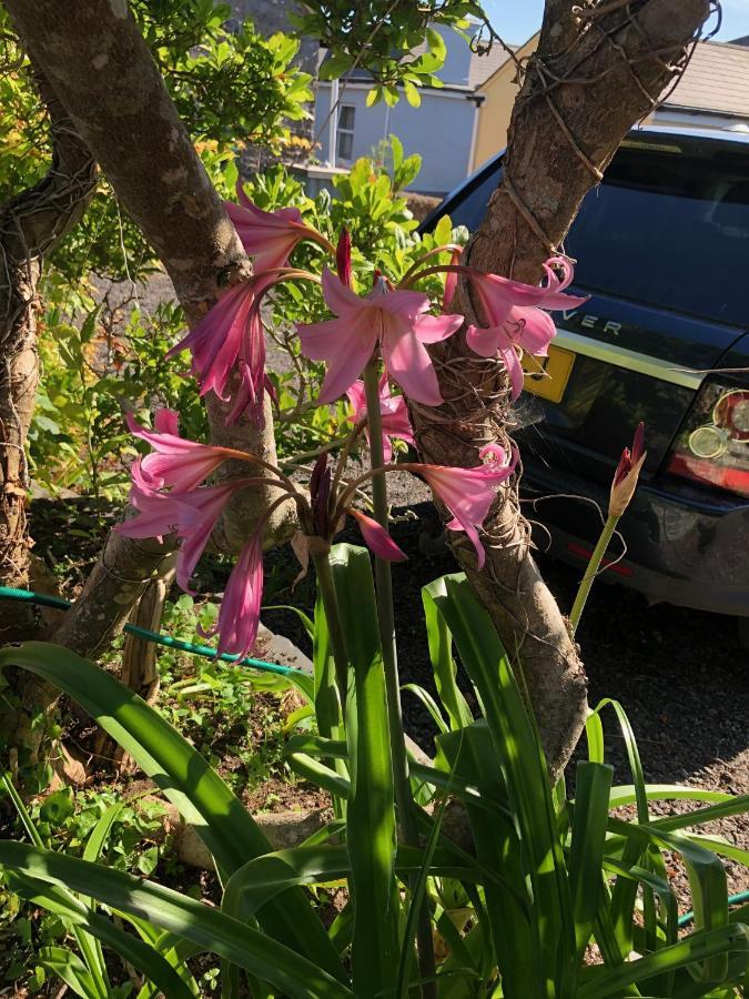 Hartree Guest House Newton Abbot Buitenkant foto